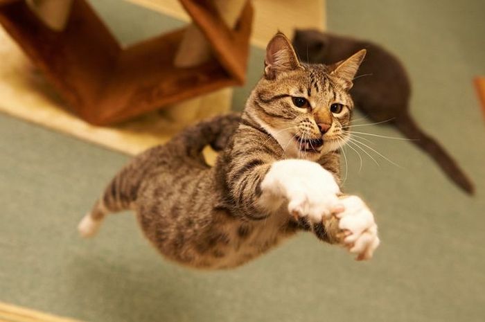 Pecinta Anjing Dan Kucing